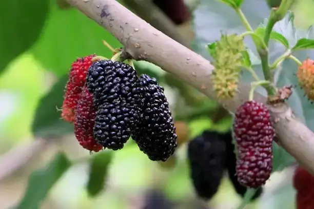 Berry extract